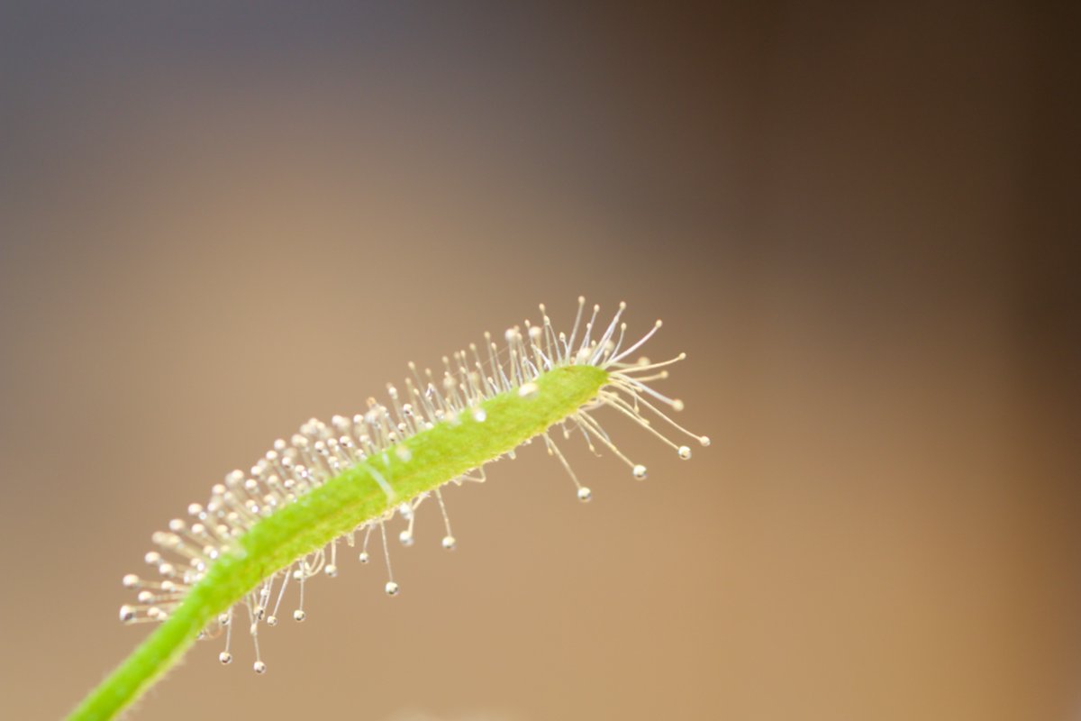 My small but deadly drosera capensis is flowering #FloweringFriday