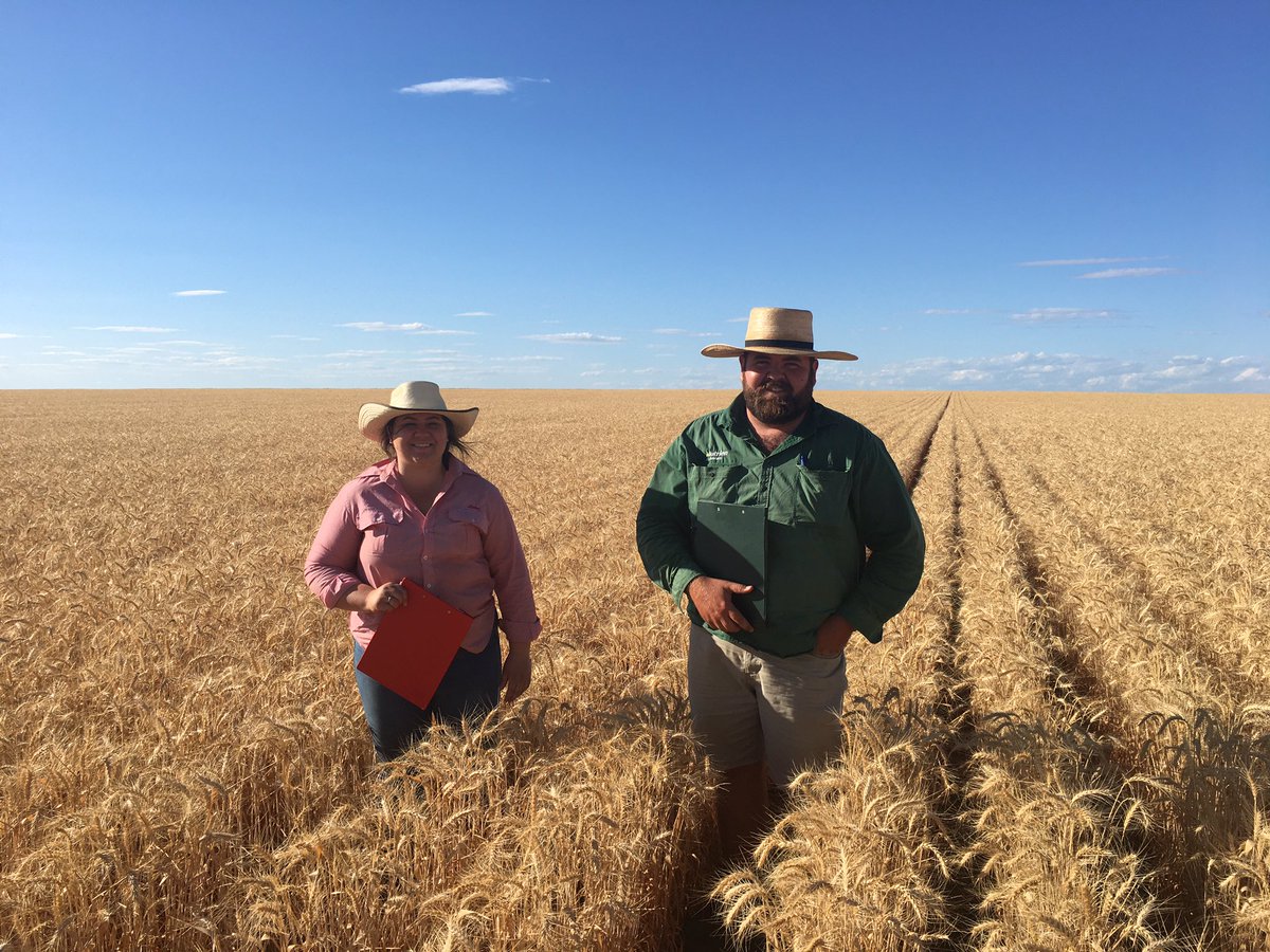 I had the pleasure of organising the Chinchilla A&amp;P Association Field Wheat Competiton. Given the season, their were surprisingly good yields. A big thanks to the judges <a href="/dalgliesh_angus/">Angus Dalgliesh</a> and <a href="/Faulkner_Holl24/">Hollie</a> for taking time out.