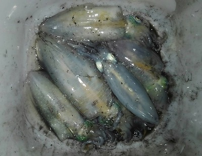 かめや釣具大島店 アオリイカを狙うなら夜釣りがオススメですo O かめや釣具 かめや釣具大島店 周防大島 大島店 エギング アオリイカ T Co 9kbqe4w76o Twitter