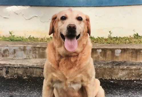 Seekor lagi anjing jenis Labrador bernama Sarjan Tho turut pernah dilaporkan media apabila kematiannya diratapi dan pengebumiannya dilakukan dengan terhormat. Sarjan Tho mati akibat sakit tua; pernah berkhidmat di bahagian narkotik IPK Pahang dan berkhidmat sejak 2008.