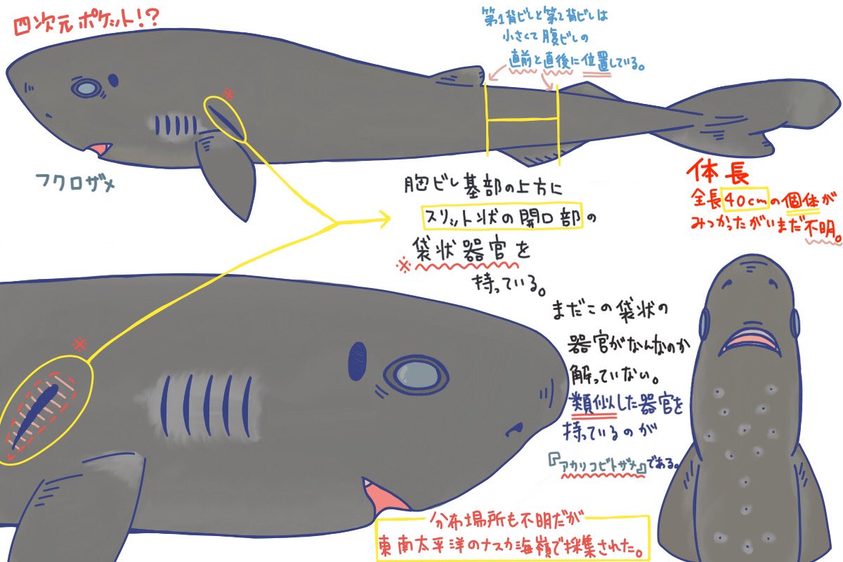 Images Of フクロザメ Japaneseclass Jp Images Of フクロザメ Japaneseclass Jp