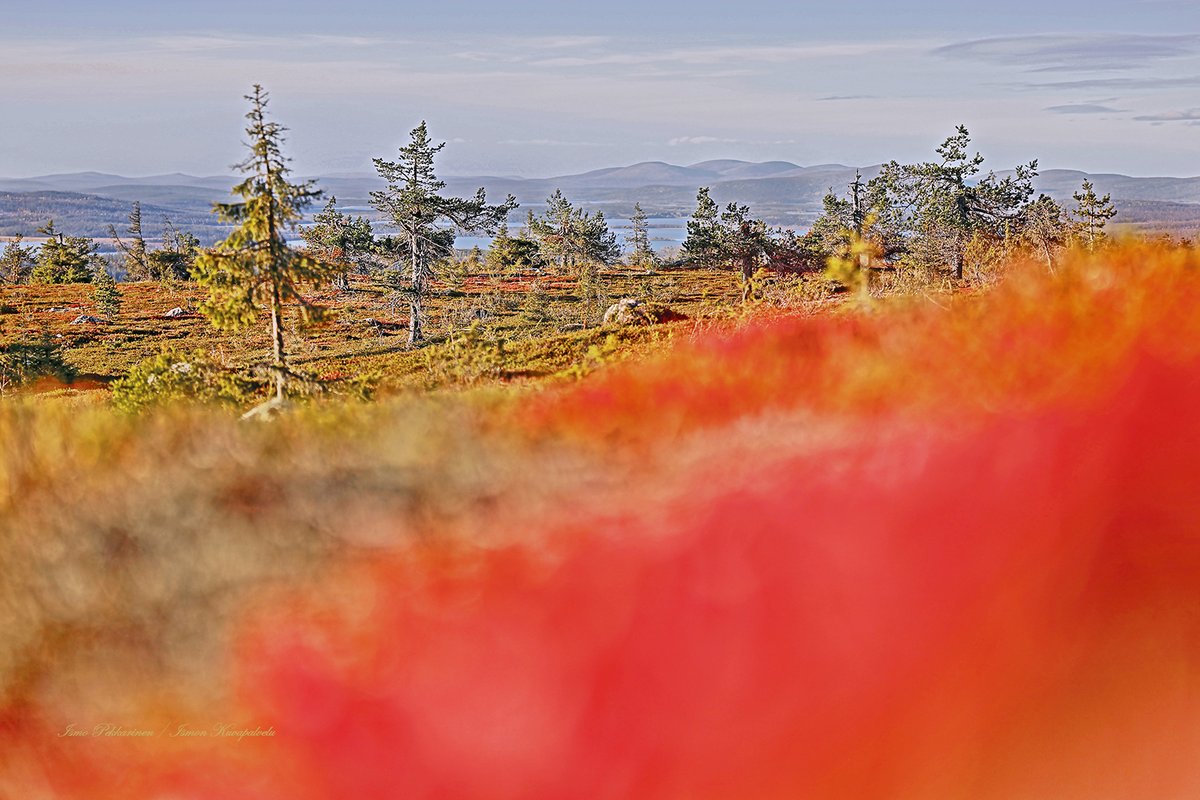 ismo_pekkarinen's tweet photo. Maaruskaa Äkäskerolla. Autumn colors in Äkäskero Muonio Finland.
#finland #visitfinland #lappi #lapland #äkäskero #matkailu #travel #thisisfinland #colors #muonio #visitmuonio #maisema #landscape #valokuvaus #photography #ruska #suomenluonto #thebestoffinland #discoverfinland https://t.co/Ky5P6nvKv9