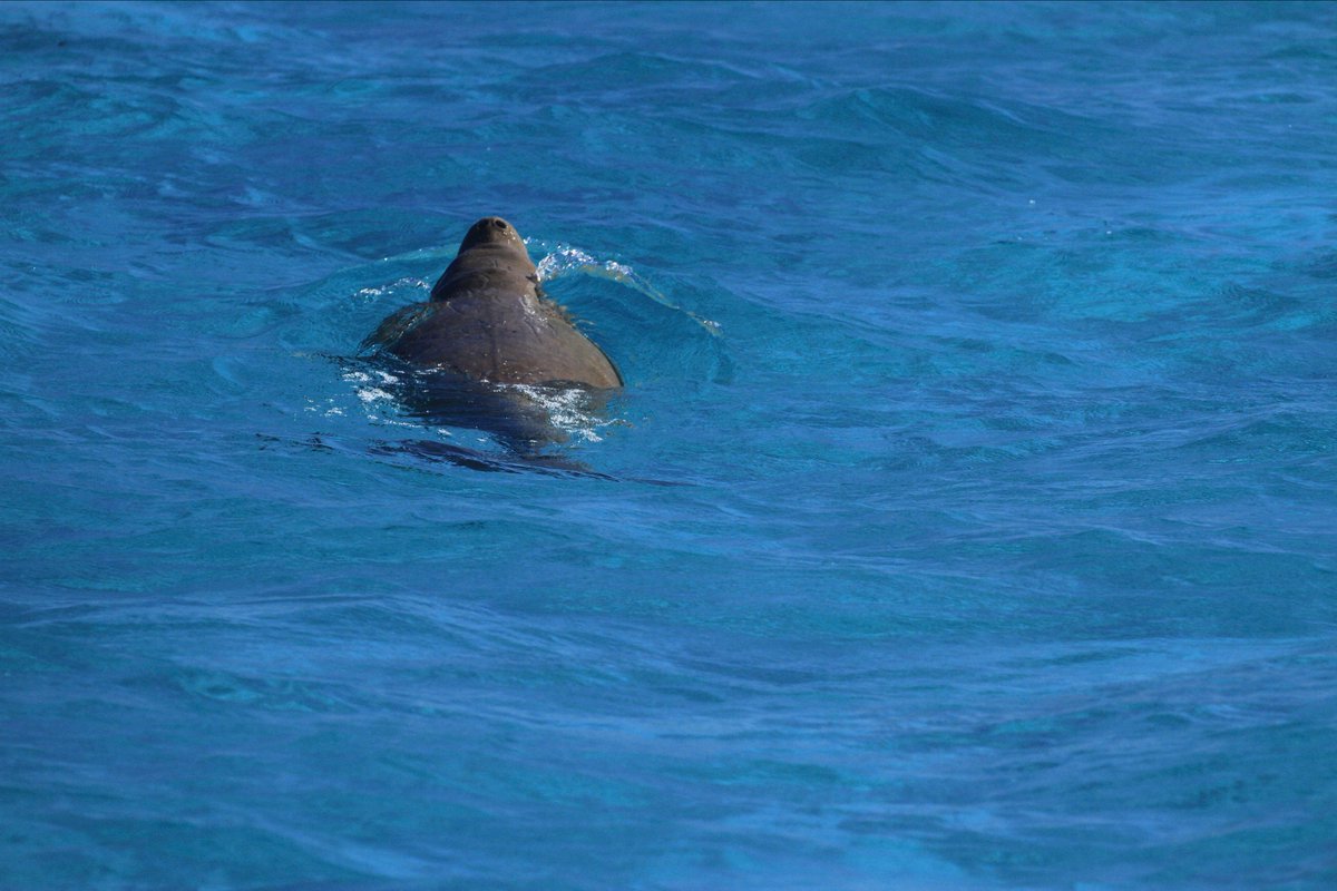 SailNingaloo's tweet photo. There is roughly 30,000 #dugongs in the Indo-Pacific region. They breathe air, can hold their breath for up to 11 mins &amp; dive to about 30m. Don't have the best eyesight but great hearing so can communicate in barks &amp; squeaks that travel through the water.
📷Zawadi Visions https://t.co/8jZAj8nrWE