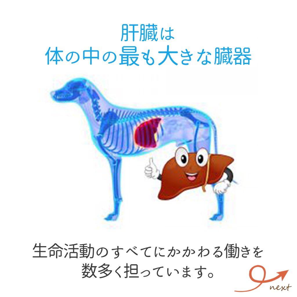 たからものショップ 気付いてますか 肝臓のsos 血液検査 のキーワード Alt Gpt Ast Got タンパク質を分解して体のアミノ酸をつくり出す酵素 肝細胞に多く含まれており肝細胞が壊れた時に血液に出てきます 犬の肝臓 猫の肝臓 シニア