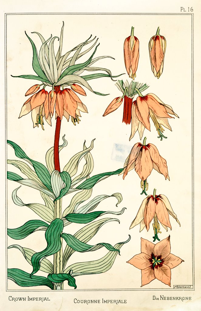 6/ Art Nouveau flower and plant designs from 1896."Crown Imperial". Image 1 and 2 by M.P. Verneuil. Image 3 by J. Milesi.