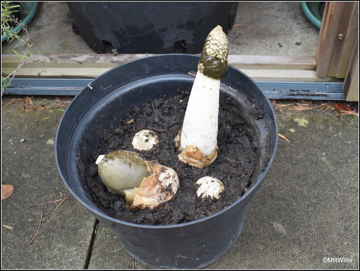 Marksvegplot's tweet image. I found some Stinkhorn (Phallus impudicus) "eggs", and I brought them home to study. These things are both gross and fascinating at the same time!