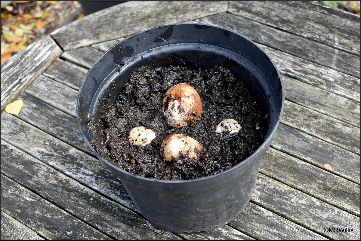 Marksvegplot's tweet image. I found some Stinkhorn (Phallus impudicus) "eggs", and I brought them home to study. These things are both gross and fascinating at the same time!