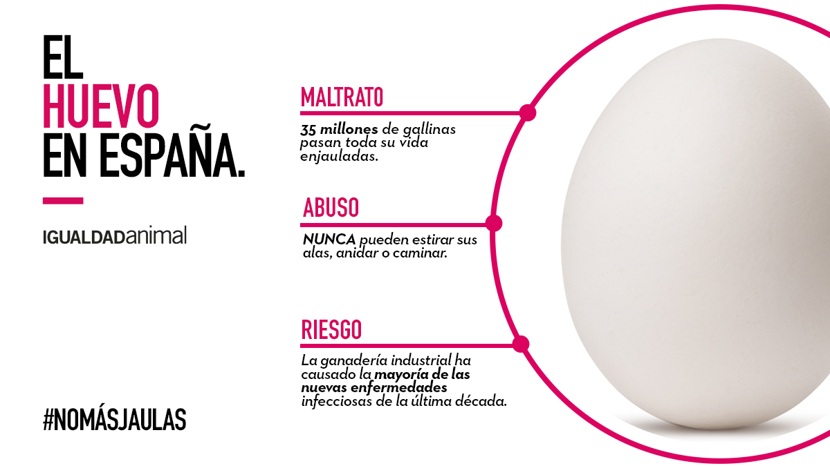 Hoy es el #DiaMundialDelHuevo y 35 millones de gallinas viven enjauladas permanentemente por la industria en España. 

Las jaulas son maltrato, abuso y un riesgo.