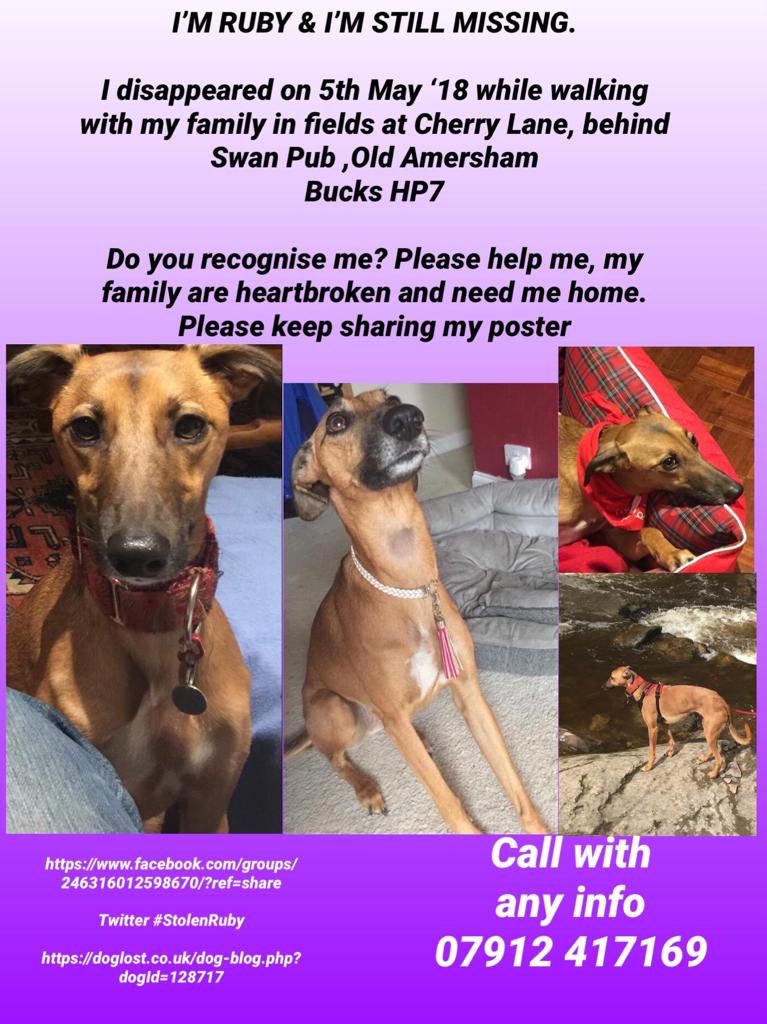 SheridanAlcock's tweet image. #FindRubyFriday #RubyStillMissing 💔
It's been 2.5 yrs since Ruby a tan coloured. #Lurcher was out with family &amp;amp; vanished. #Bucks #HP7 area. Did you buy a dog like Ruby, were you offered one. It's never too late to come forward 
Please imagine how @raeabarnett feels  not knowing
