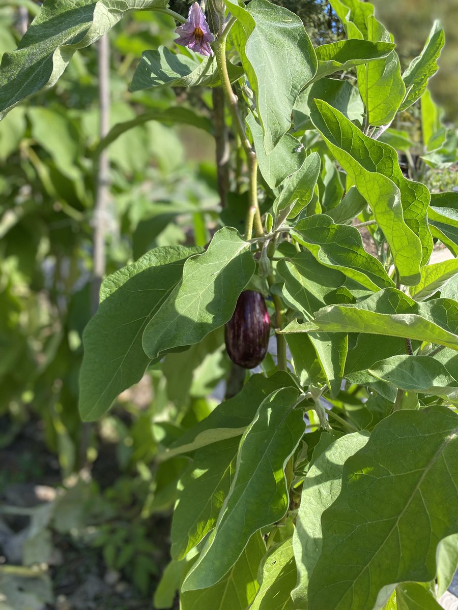 WestoverRasin's tweet photo. #WestoverCommunityService The Community Service Team and the Outdoor Team joined forces the past two weeks in our community garden. This garden soon will provide for our community and those in need around us🥕🥒🥬🥦 https://t.co/JjyVcrhd0c