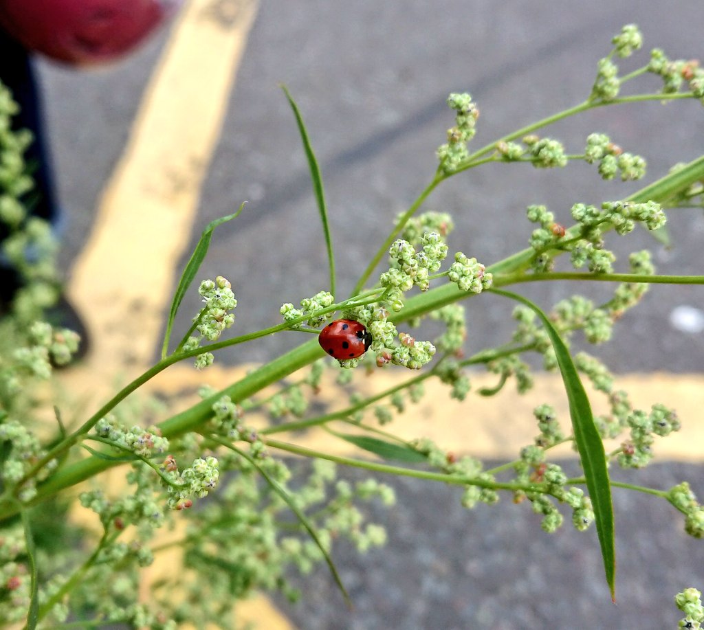 We have to start seeing "wilder" street as green spaces, and potentially highly valuable habitats: trees offer food & shelter for birds, "weeds" provide food to herbivorous insects, who are then eaten by carnivorous insects and birds.