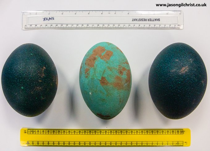 We learn lots about dinosaurs by studying living animals, inc crocs & other vertebrates, esp birds. See Blog: https://t.co/BllFW3EWXu.
& remember: #BirdsAreDinosaurs!
📷: emu eggs. #dinosaureggs #dinosaurs #birds #eggs #birdeggs #emu #behaviouralecology #FossilFriday #WorldEggDay https://t.co/TgbJgwo5Pw