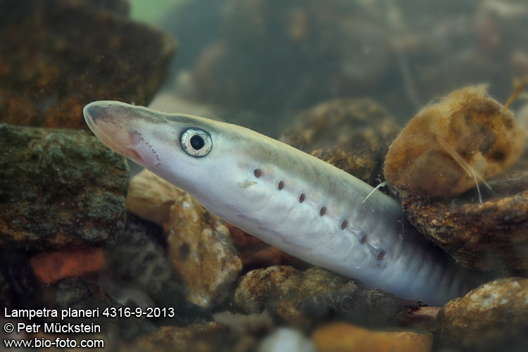 минога ручьевая сибирская – lethenteron kessleri. ручьевая минога. минога ручьевая на рыбе. минога сибирская - lethenteron kessleri. европейская ручьевая минога – lampetra planeri.