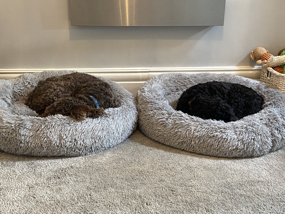 nickwoods70's tweet photo. Pair of bookends enjoying their new bed from @AldiUK 💤 💤 💤 https://t.co/bhW6R8IZ27