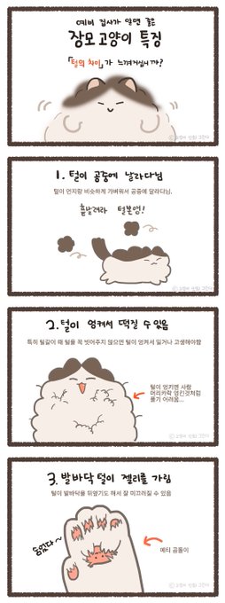 예비 집사가 알면 좋을 장모 고양이의 특징 