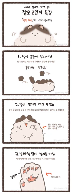 예비 집사가 알면 좋을 장모 고양이의 특징 