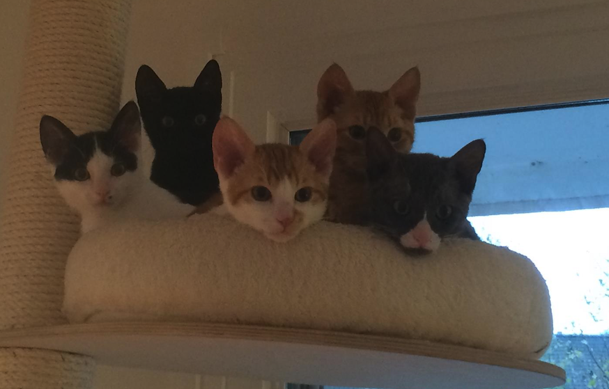 CaseStudyCopy's tweet image. 200 happy copywriters are all ears today at the @Procopywriters digital Conference! 🙌 #CopyCon20