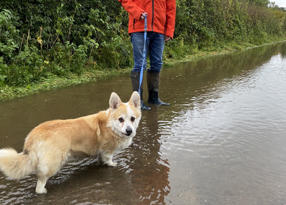 CorgiDyllan's tweet image. There was *definately* a road here before, sure of it.... #CorgisofTwitter