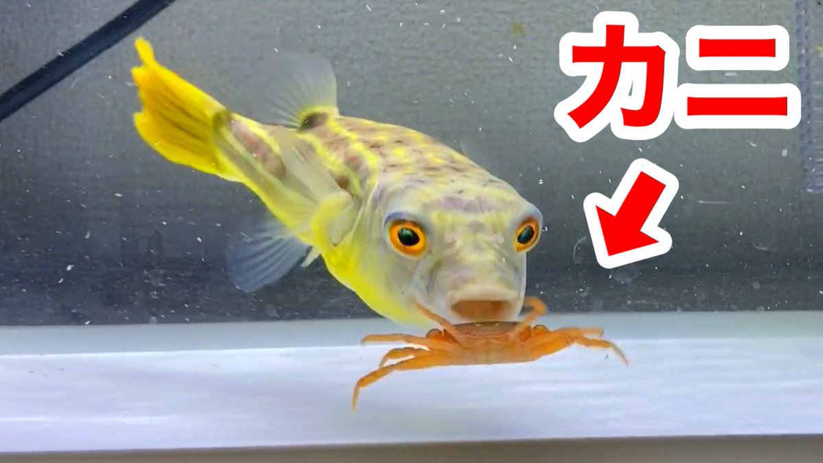 鰐 Wani على تويتر 動画更新 腹ペコのフグが大量のカニをバリバリと捕食する T Co Of3x6sdb4y いぐるうくんちのフグに今度はカニをあげてみました ザリガニとは違った結果になりました