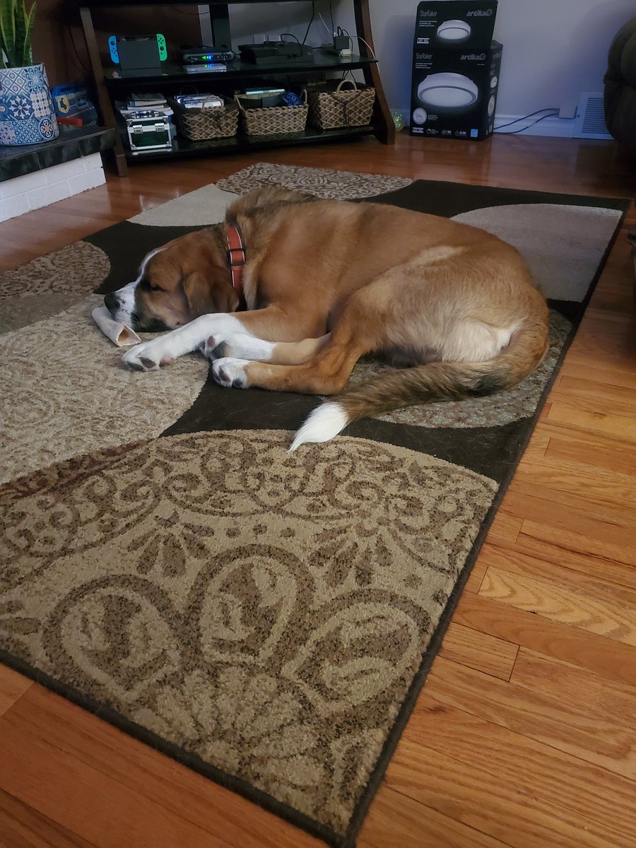 buddy_doug's tweet photo. @joebereta Here is a pic of our 7 month old puppy.... he be big! https://t.co/4HMg25A0XX