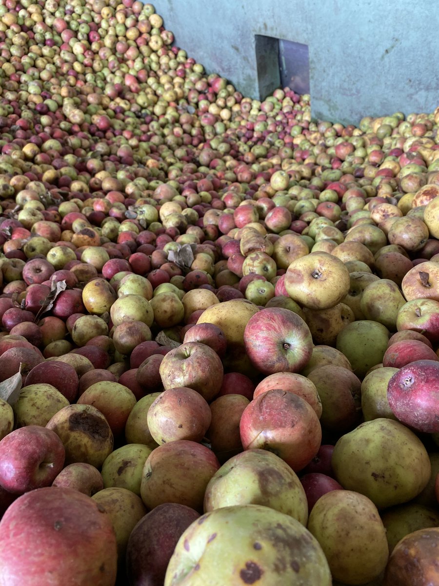 sidraMayador's tweet photo. Arrancamos!!! Comienza la #cosecha2020!!! 🍎🍏
#sidramayador #sidrambusto #mayanza https://t.co/17AtHY3cJd
