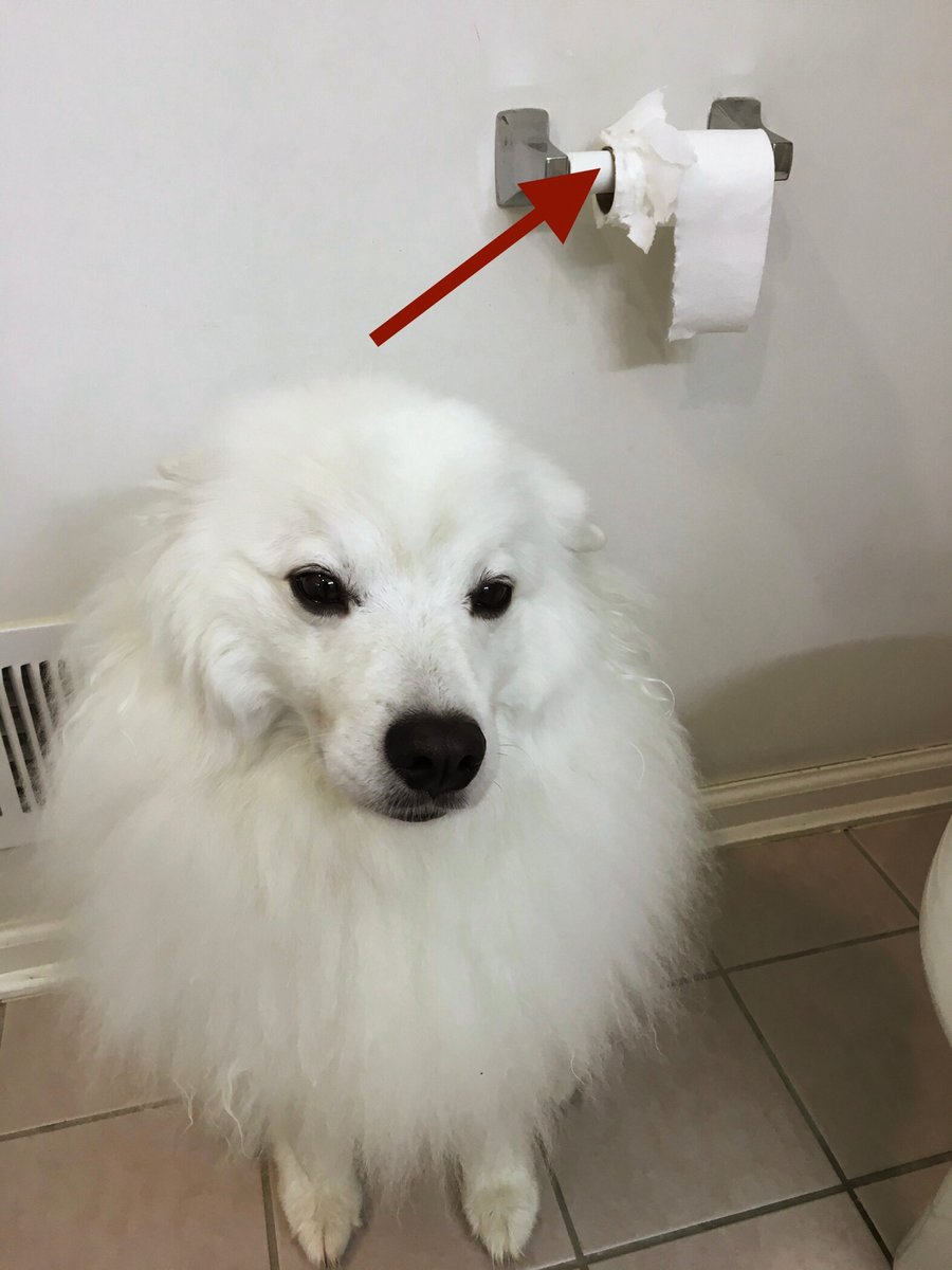 I simply must express myself. Bidding starts at 50 cookies. <a href="/dog_rates/">WeRateDogs</a>