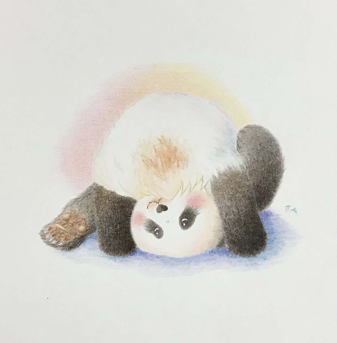 咲 パンダさん描きます ころころ子パンダ 可愛いおちり まんまるふわふわの綿アメごっこ モデルは結ちゃん パンダ 結浜 動物イラスト 色鉛筆画