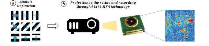 Have a look to our latest Scientific Report paper on modelling the ganglion cell of the retina using restricted Boltzmann machines:  rdcu.be/b8ils
<a href="/IITalk/">IIT</a> <a href="/renvisionEU/">RENVISION</a> <a href="/vmurino/">Vittorio Murino</a> <a href="/rvolpis/">Riccardo Volpi</a> <a href="/DiegoSona/">Diego Sona</a>