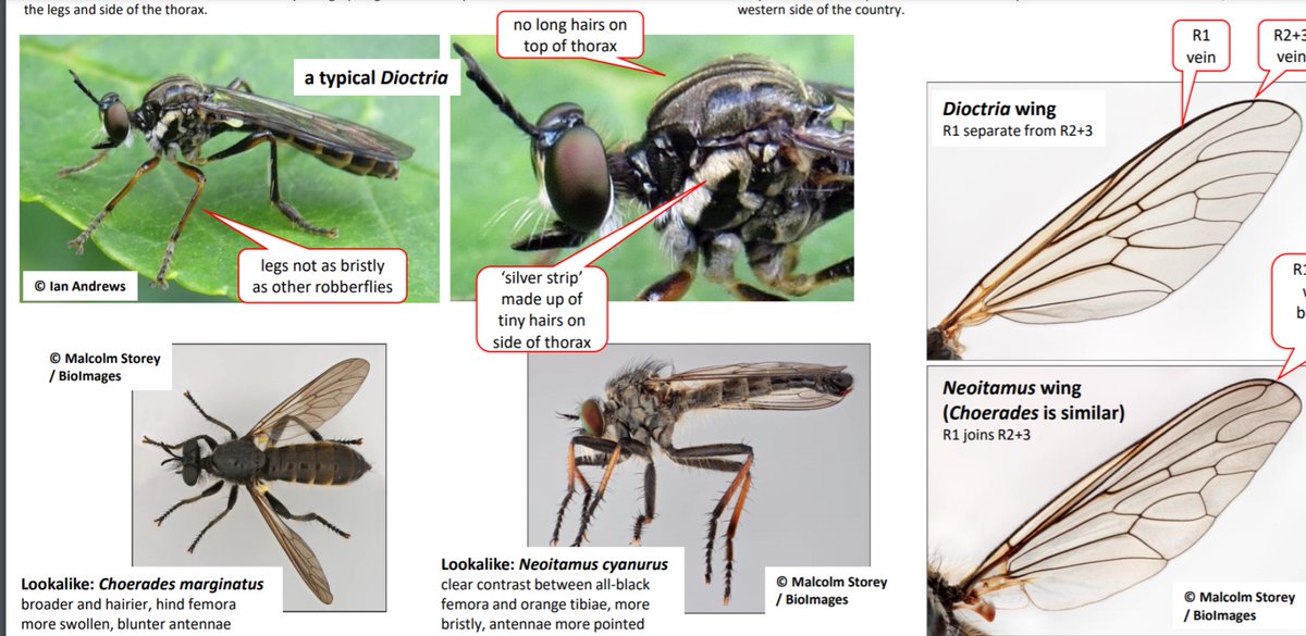 Two new guides to download from the DF website - horseflies (deerflies) in genus Chrysops, and robberflies in genus Dioctria @SoldierfliesRS dipterists.org.uk/ne ws/new-id-guides-horseflies-and-robberflies