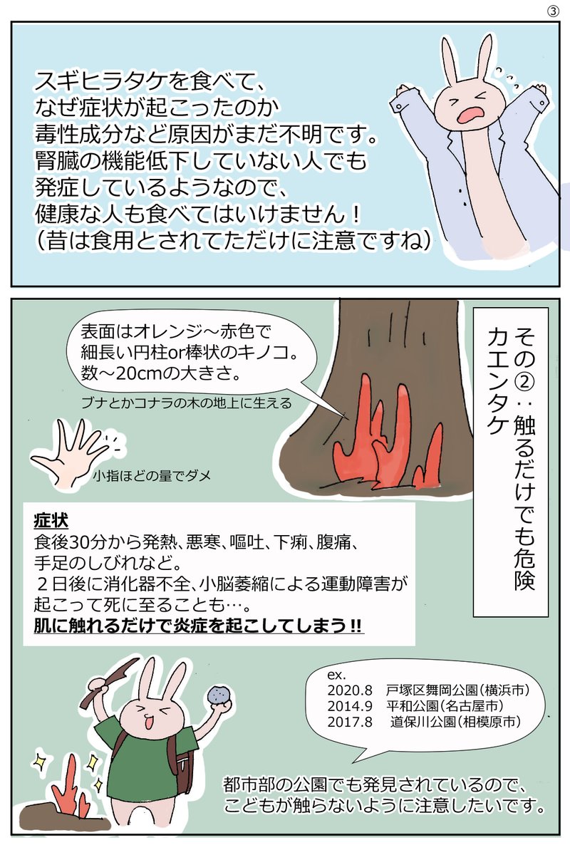 スーパーのキノコ売場が充実して、炊き込みご飯がおいしい季節ですね。
10月は毒キノコによる食中毒のピークということで、毒キノコを扱ってみました。
今まで、毒キノコを食べなければ大丈夫でしょと思っていましたが、触るのも危険なキノコがあったとは衝撃でした。
#毒キノコ #食中毒 