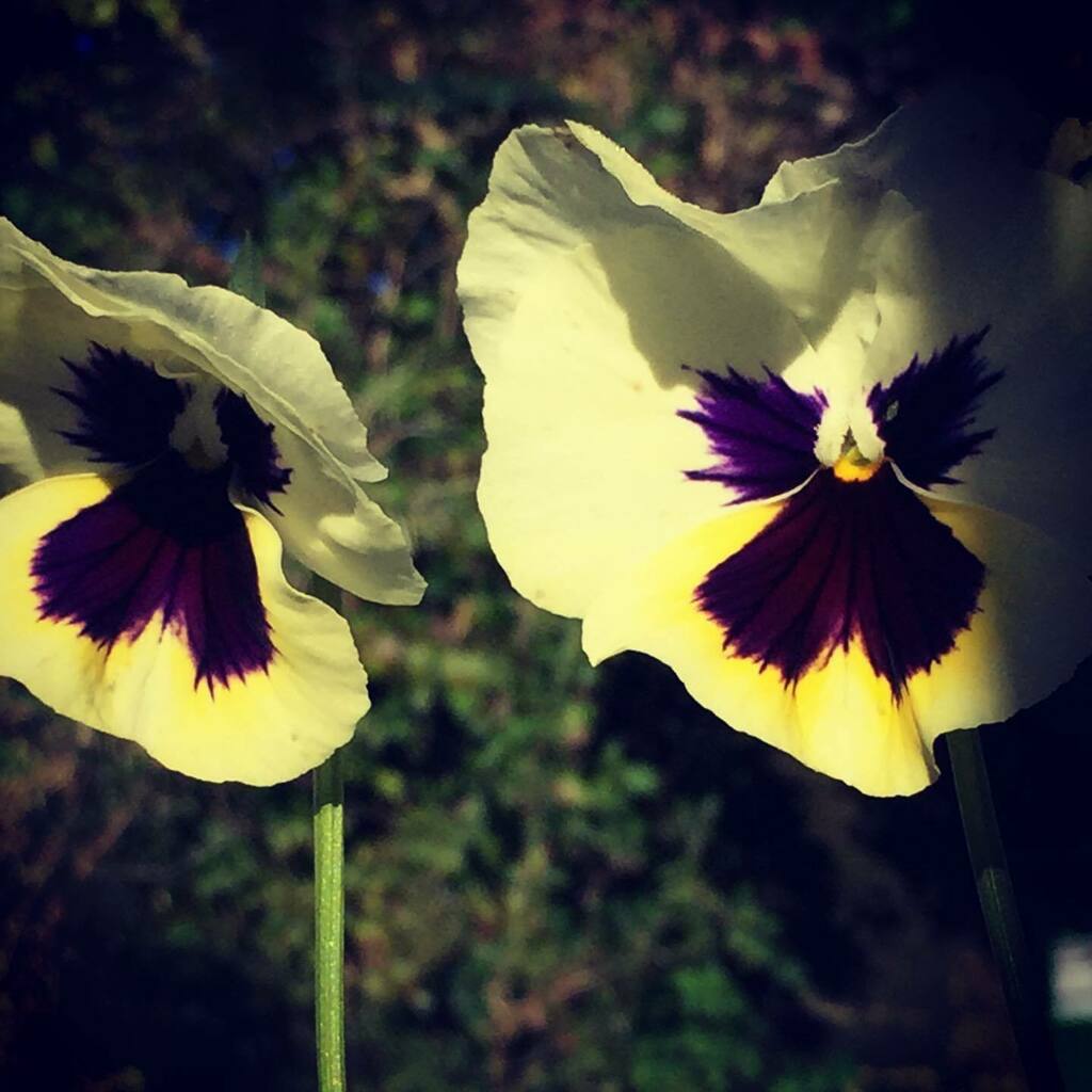 timofnewbury's tweet photo. Good morning #xpro2filter https://t.co/kRaPyCn7YQ https://t.co/jeeq1JuKSq