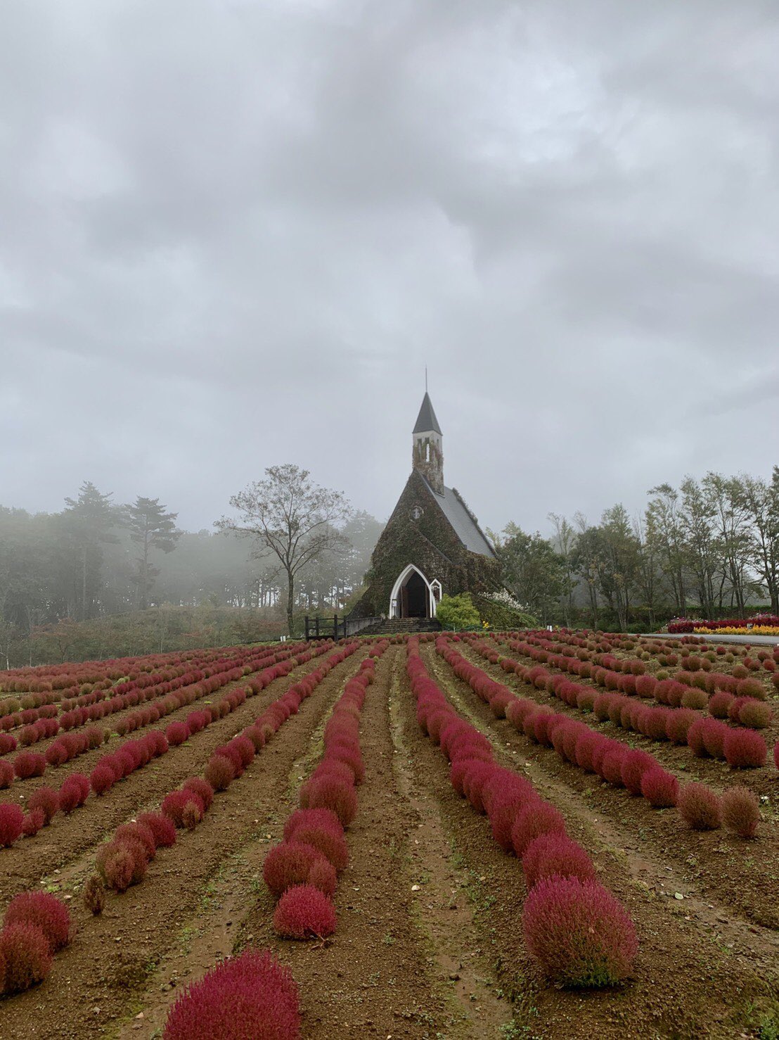 ひるがの高原 牧歌の里 公式 コキアの紅葉 見頃になってきました 今日も楽しい一日でした 牧歌の里 T Co Gp96lvszxo Twitter ひるがの高原 牧歌の里 公式 コキアの紅葉 見頃になってきました 今日も楽しい一日でした 牧歌の里 T Co Gp96lvszxo Twitter