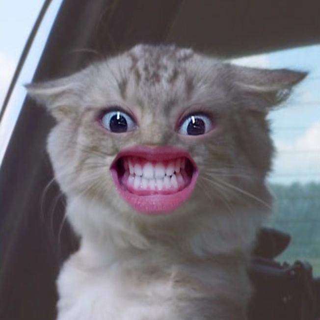 mmmarzzz's tweet photo. #NewProfilePic
Grrr😾😹 https://t.co/1lFVYMI13V