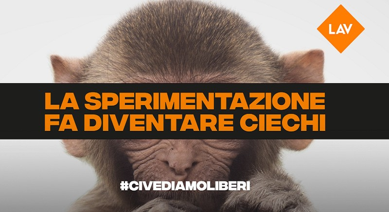 Abbiamo nuovamente battuto <a href="/MinisteroSalute/">Ministero della Salute</a> <a href="/unipr/">Università di Parma</a> <a href="/unito/">Università di Torino</a> al Consiglio di Stato!Sospeso l'esperimento di cecità sui macachi.Grande vittoria per i diritti di animali e malati facebook.com/glfelicetti/po… Alle 12:00 tutti i particolari in diretta facebook.com/LAVonlus #civediamoliberi