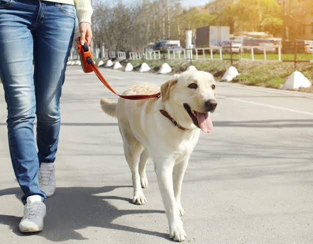 1. HOW TO PROPERLY WALK YOUR DOGS.Dog walking is beyond putting a leash on your dog and start walking.These images show how to properly walk your dogs, your dogs should always walk beside you or a little behind you.Your dog is your partner, enjoy each other’s company