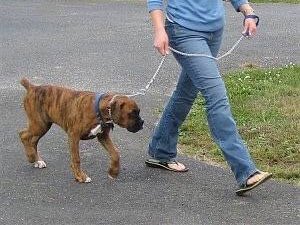 1. HOW TO PROPERLY WALK YOUR DOGS.Dog walking is beyond putting a leash on your dog and start walking.These images show how to properly walk your dogs, your dogs should always walk beside you or a little behind you.Your dog is your partner, enjoy each other’s company