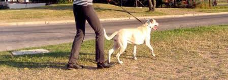 2. HOW NOT TO WALK YOUR DOGS.Having your dog walk in front of you is a bad way of 'walking dog' Analyze it physically? Who is walking who? Who is in front? Who is the leader and who is the follower? This simply mean your dog is walking you, it shows he is the leader.