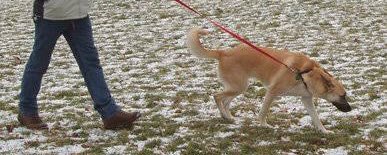 2. HOW NOT TO WALK YOUR DOGS.Having your dog walk in front of you is a bad way of 'walking dog' Analyze it physically? Who is walking who? Who is in front? Who is the leader and who is the follower? This simply mean your dog is walking you, it shows he is the leader.