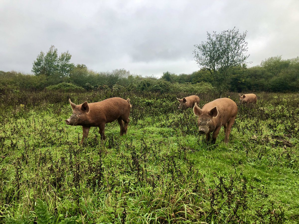 Will Sandy FLI FRSA tweet media