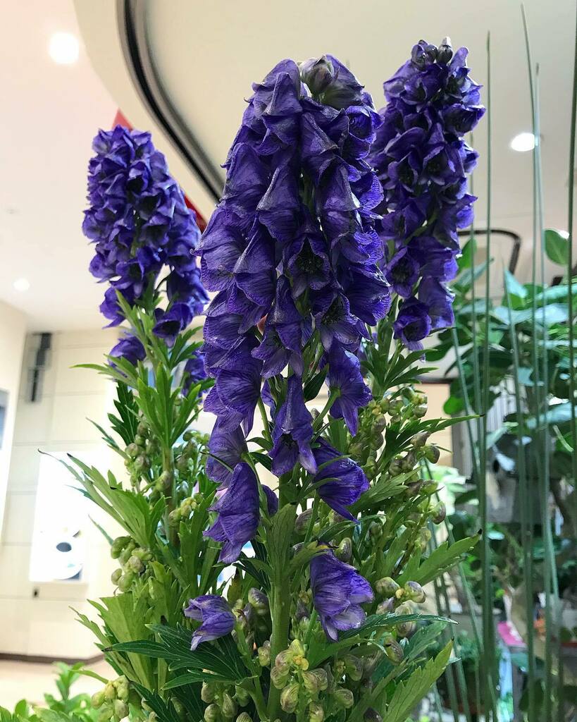 花の店ひらた トリカブト 猛毒のイメージが強いですが 切り花として流通しています 花の形が騎士の兜に似ていることから Helmetflower 修道士の頭巾にも似ていることから Monkshood という英名も付けられています 花言葉は 騎士道