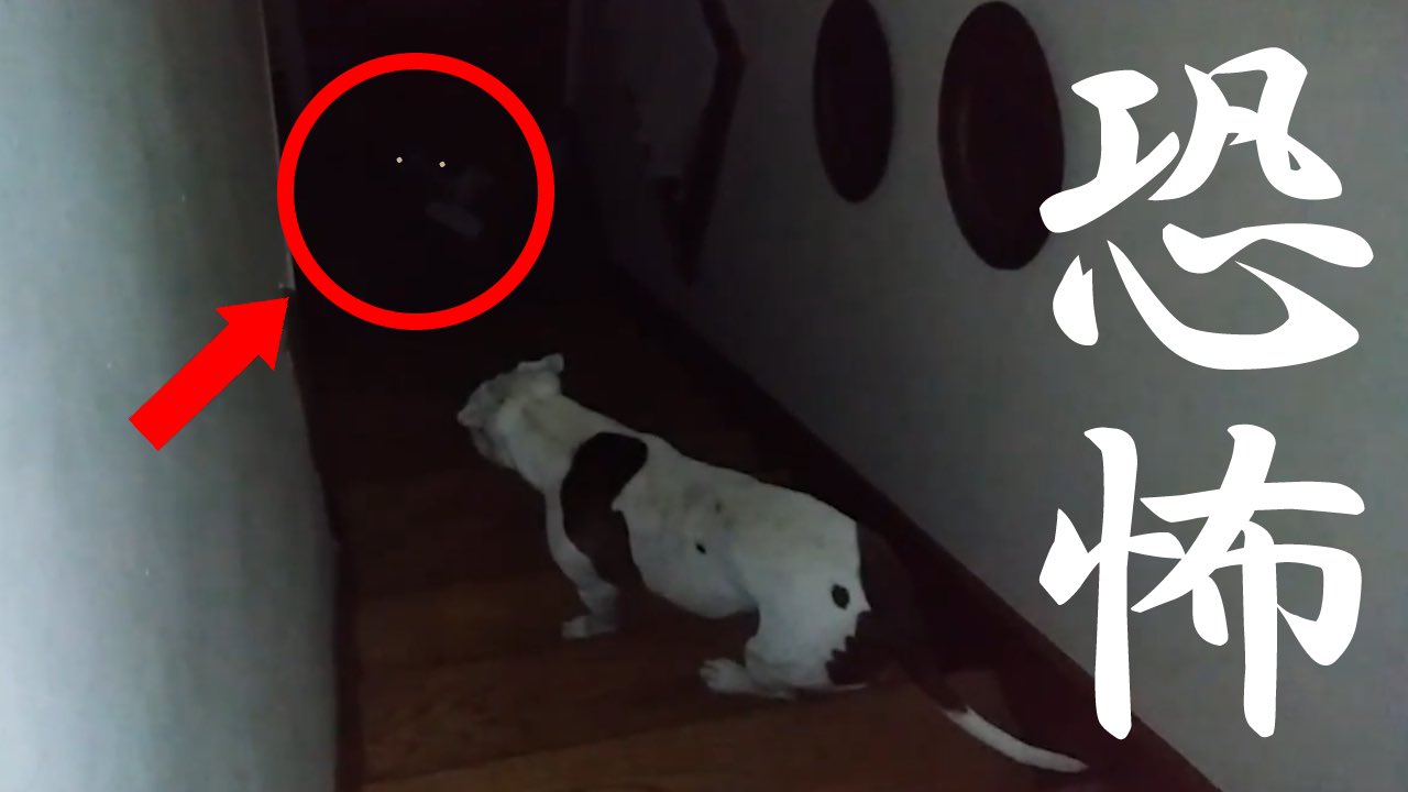 Spooky Hotel 在 Twitter 上 今夜９時配信 世界の最恐映像集 犬猫には見えている 犬と猫が遭遇した心霊現象 5本 人間には見えない犬 猫が体験した恐怖 T Co 5v6zxuulky 心霊番組 恐怖映像 幽霊 T Co Vxq7iefqep Twitter