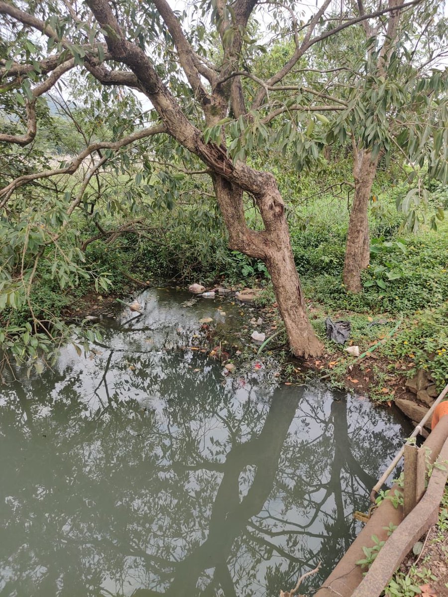 minal_bhatia's tweet photo. #IndrayaniRiver #stinking #stenching #contaminatedwater #breedingdiseasesriver #shameonlmc#swachhatalonavla #lionsclublonavala#lonvalatourism #humanlivesmatter #stopdumpingtoiletwasteintheriver #CleanIndrayaniRiver @AUThackeray @NativeMammoth @MammothProject #rallyforrivers #lmc https://t.co/6M6mj4lkhb