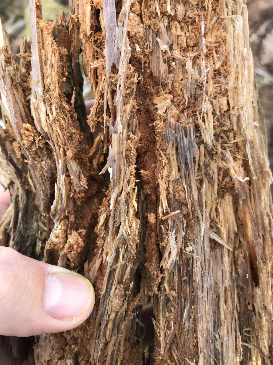 WakefieldsCBS's tweet image. What do you think was the main cause of the damage to this timber ?