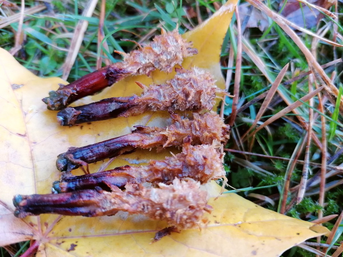 これからの季節 森にはエビフライが落ちている なぜ これに感動してる人は ゴールデンカムイ 読んでる Togetter