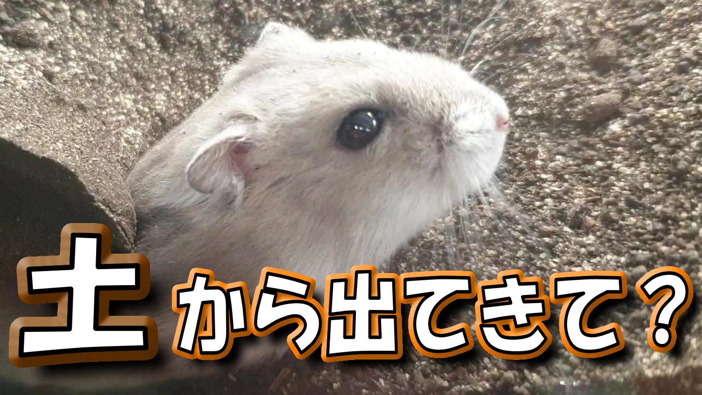 ハムポリch 2か月ぶりの動画です 明日も動画あげます 本日の動画はこちら ハムスター ひょっこり顔を出すジャンガリアンハムスター かわいい 飼い方 癒し 土飼育 ペット 小動物 T Co Flhnazl9mb かわいい 癒し ハムスター