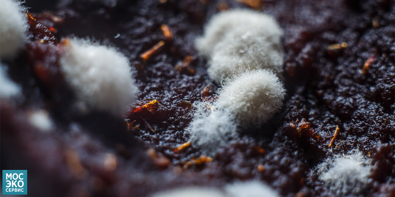 Смотрите на сайте: "Борьба с плесенью в доме"  mosecoservice.ru/services/dezin…
