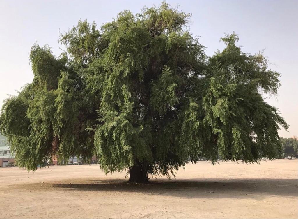 youseeeef8008's tweet photo. لوزرعنا مليون سدرة فكأننا شغلنا ١٠ مليون وحدة تكييف تبرد وتنقي الهواء لنا 
نتمني مثل هذا المشروع او البصمة في كل دولة خليجية ويكون هذا التنافس بينا 🌳 https://t.co/nez9gWvqvw