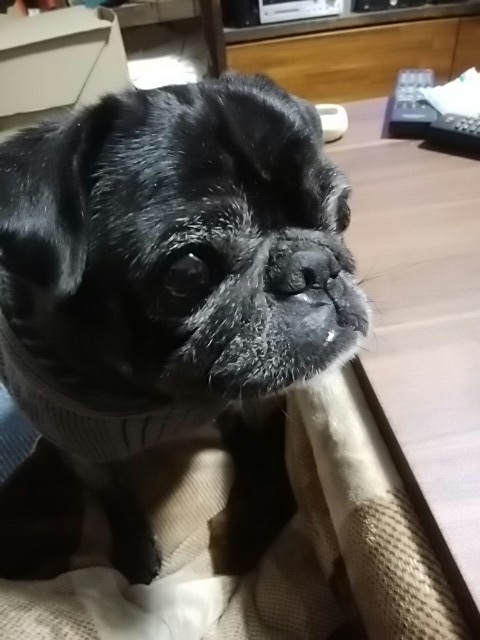 ペットショップで初めての目撃時¥98000→第二目撃時¥68000→第三目撃時¥39800..そこで我が家に飼われた黒パグ。病弱を醸しだし尿結石2回。現在鼠径ヘルニア。大体外耳炎。やだーかわいいー!!! 