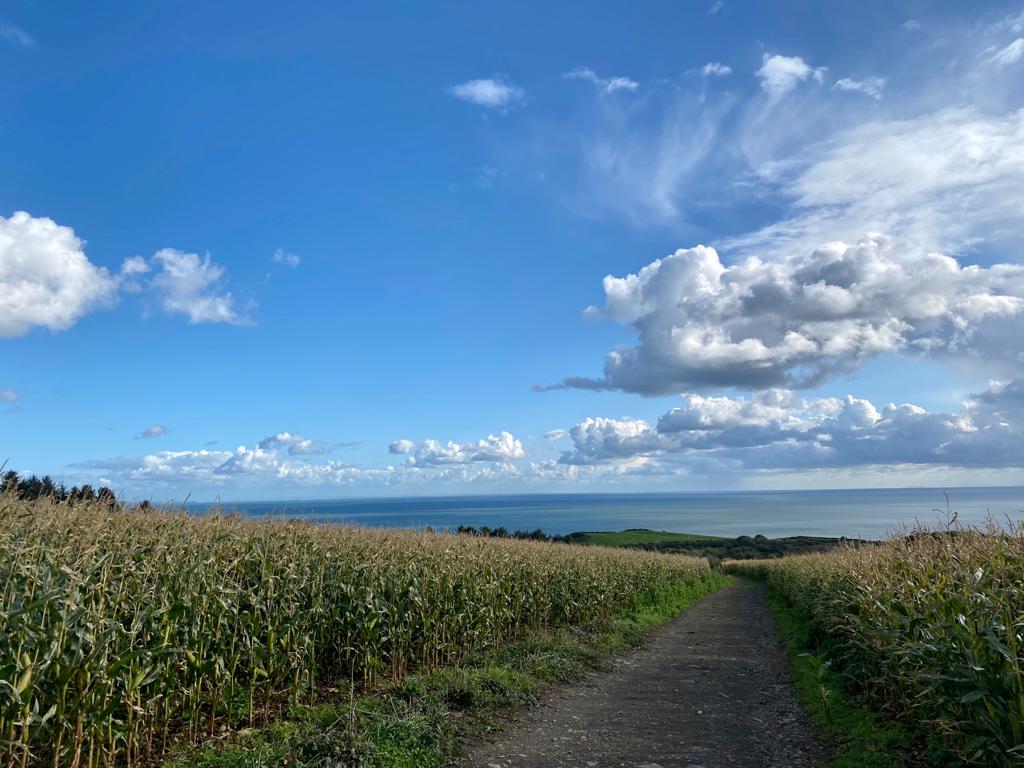 LallemandUK_IRL's tweet photo. Anwen Jones comments "Maize is getting closer to harvest in Pembrokeshire / West Wales. For early feed out in as little as 15 days and improved aerobic stability, treat your forage with Magniva Platinum inoculants." Contact us now for more information #Maize20ย #silage20 https://t.co/Rhc4l5N3R9