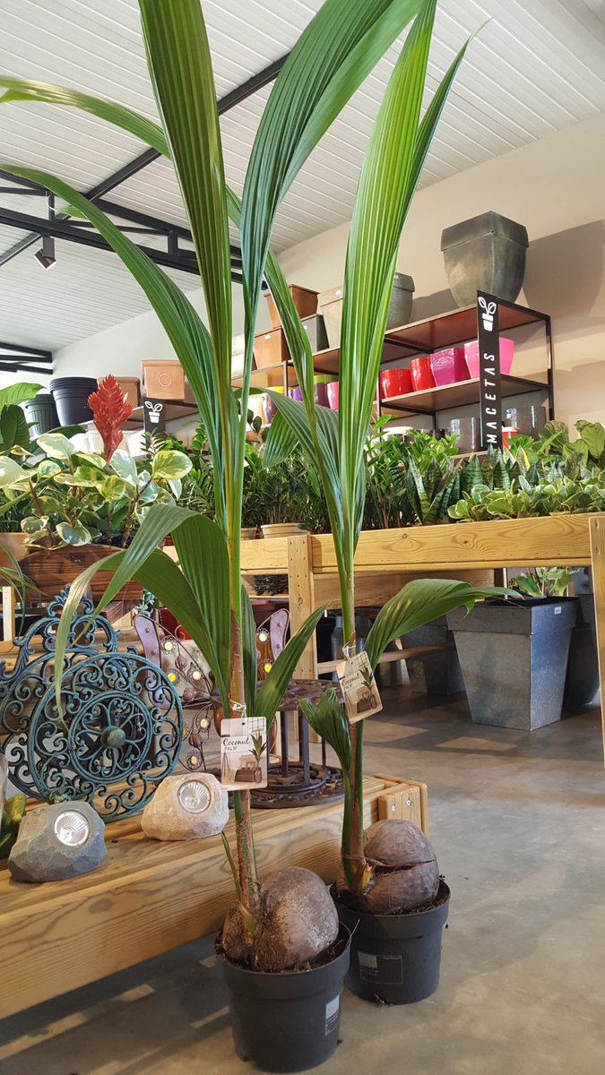 DraguitoC's tweet photo. Cocoteros 🌴🌴
Coco nucifera
Es un #frutal con forma de #palmera perteneciente a la familia de las #arecas
Necesita climas cálidos y húmedos. Suelos salinos y no sobrepasarse con los riegos.
Los vientos de costa garantizan la polinizacion de sus #flores
👇👇👇👇👇 https://t.co/mC3VZnJ2nl